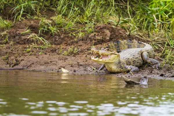 ケイマン (Caiman crocodilus fuscus) ストック画像