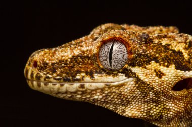 profilde Gargoyle gecko (rhacodactylus auriculatus)