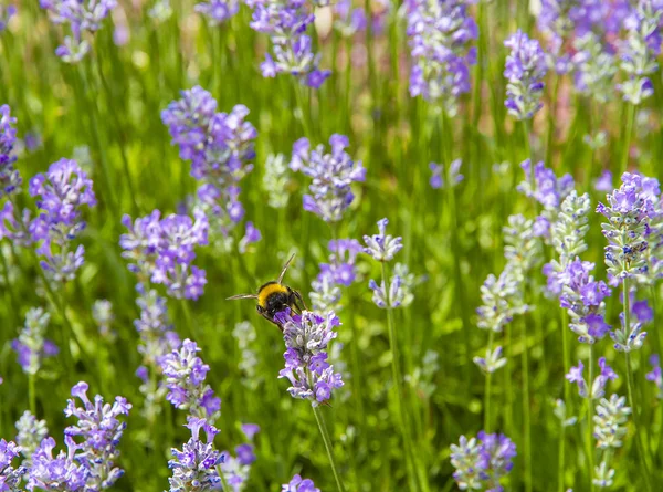 Bumble Bee (Bombus terrestris) en una flor de lavanda —  Fotos de Stock