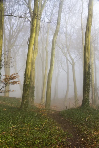 English beach woodland on a misty morning