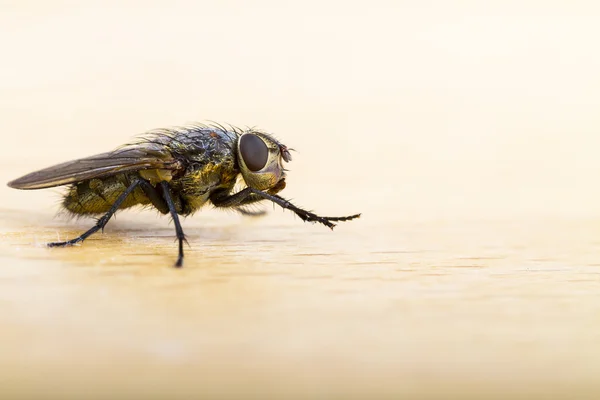 Close up of a House Fly — Stock Photo, Image