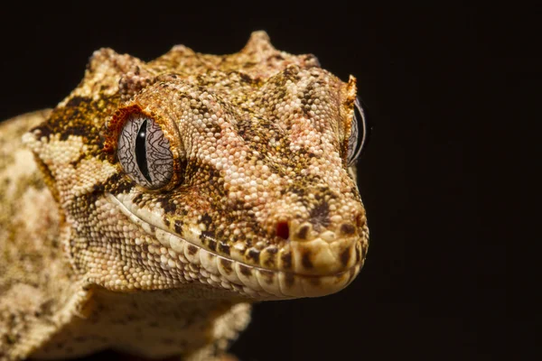 Gargoyle Gecko ( Rhacodactylus auriculatus ซึ่งตั้งอยู่ในกรุงปารีส ) — ภาพถ่ายสต็อก