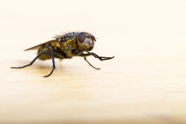 Закрыть домовую муху — стоковое фото
