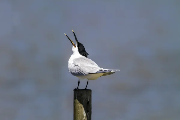 Sanduíche Trinta-réis-Sterna sandvicensis, Porto de Poole, Dorset — Fotografia de Stock