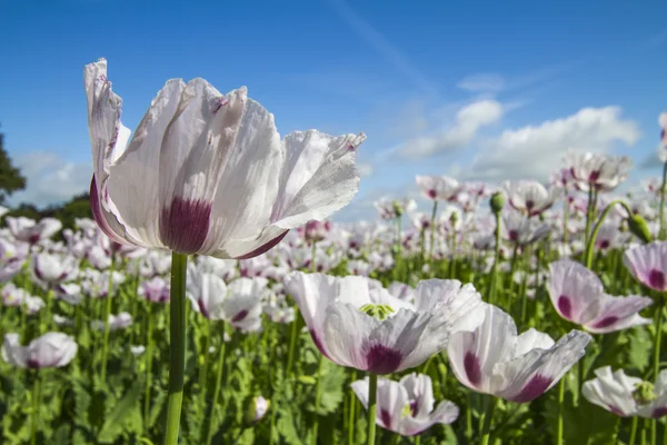 Opium poppy, Papaver somniferum — Stock Photo, Image