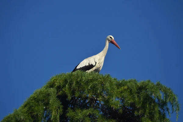 Cigüeña en un árbol — Foto de Stock