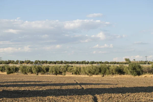 Campo Con Olivos Torrijos Provincia Toledo España —  Fotos de Stock