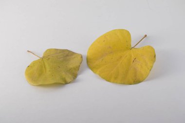 Arkaplanda iki serçe siliseryum kuru sarı yaprak izole edilmiş.