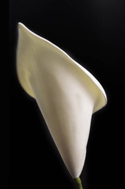 Arkadan görülen zambak çiçeği siyah arka planda izole edilmiş.