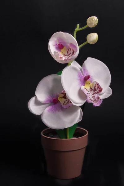 Orchidea Artificiale Rosa Con Pentolino Isolato Sfondo Nero — Foto Stock