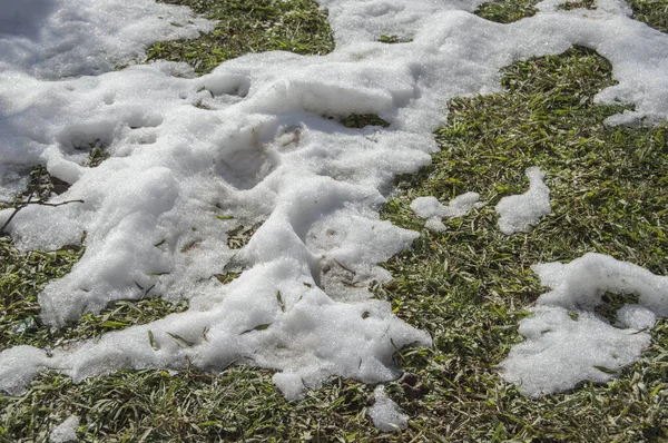 Gras Mit Spuren Von Weißem Schnee — Stockfoto
