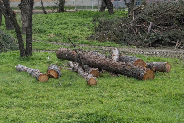 Plusieurs Bûches Bois Coupées Sur Les Mauvaises Herbes Dans Pays — Photo