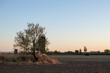 Bir tarlada gün batımında inşaat enkazı olan bir ağaç.