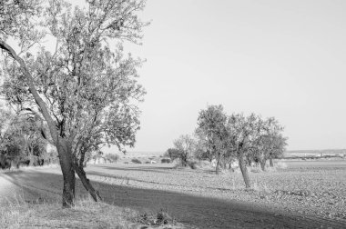 Gün batımında Toledo 'da birkaç ağacın olduğu bir arazide. İspanya. Siyah ve beyaz