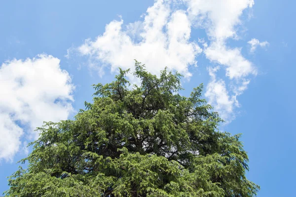 Silhuett Cederträ Tak Över Himlen Med Vita Moln — Stockfoto