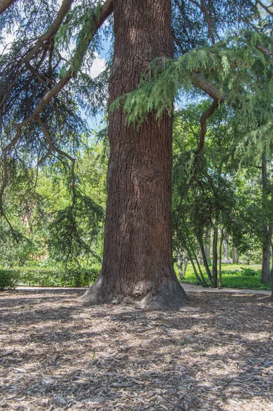 Der Stamm Einer Atlas Zeder Einem Garten Madrid Spanien — Stockfoto