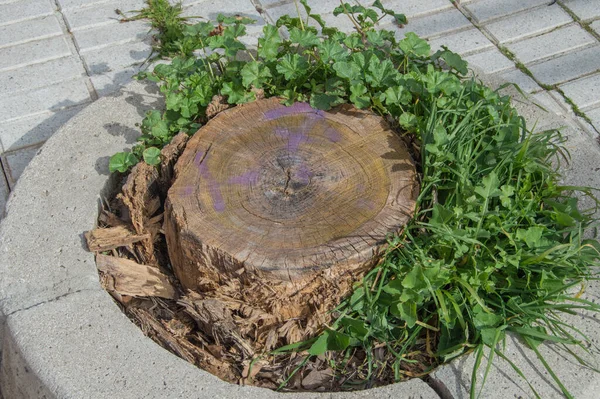 Souche Arbre Entourée Feuilles Vertes Sur Sol Tuiles Béton — Photo