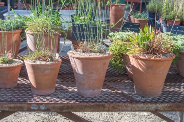 Madrid botanik bahçesinde bitkilerle dolu üç kil çömlek.