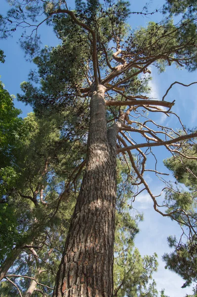 Vertikal Tall Sett Underifrån — Stockfoto