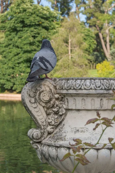 鳩は湖のそばの公園の観賞用の石のカップの上に — ストック写真