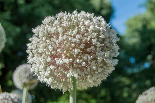 Allium Paniculatum Цветок Изолирован Крупным Планом Саду — стоковое фото