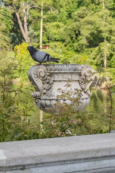 Paloma Encaramada Una Copa Piedra Ornamental Parque Junto Lago — Foto de Stock