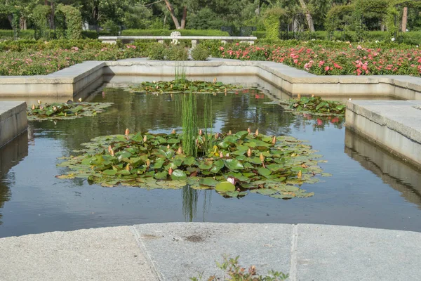 Rybník Lekníny Růžové Zahradě Retiro Parku Madridu Španělsko — Stock fotografie