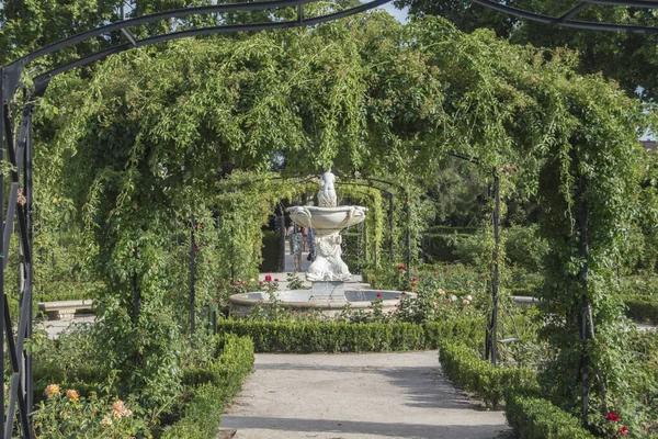Jardín Rosas Del Parque Del Retiro Madrid España —  Fotos de Stock