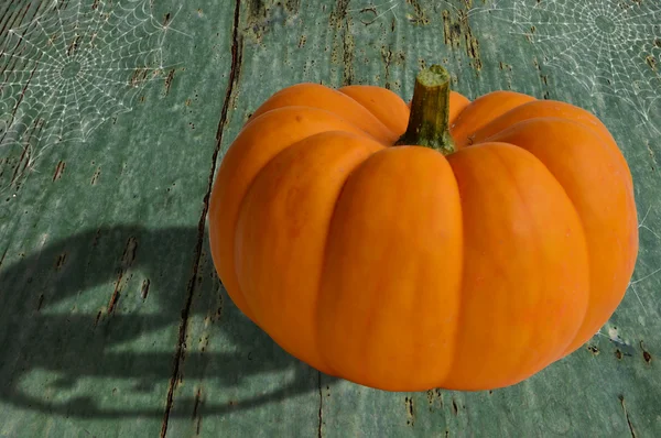 Zucca sinistro — Foto Stock