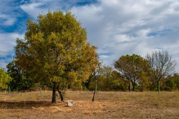 İspanya 'nın Madrid eyaleti San Lorenzo de El Escorial' daki Herreria Ormanı 'nda sonbaharda sarı yapraklı ağaçlarla kaplı manzara..