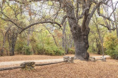 İspanya 'nın Madrid eyaleti San Lorenzo de El Escorial' da sonbaharda Herreria ormanında büyük gövdesi ve yapraksız dalları olan bir ağaç..