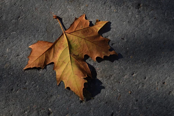 Blad faller på asfalt — Stockfoto