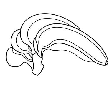 Boyama kitabı için muzlar. Renklendirme için bir grup olgun muz vektör doğrusal çizimi. Tatlı tropikal sağlıklı meyve sağlıklı yiyecek ve vitaminler. Vejetaryen yemeği, meyve.