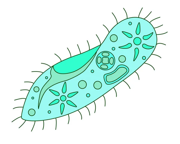 Infusoria Slipper Векторная Полноцветная Иллюстрация Infusoria Slipper Organelles Одноклеточный Микроорганизм — стоковый вектор