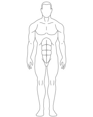Bir insan silueti, kas gruplarını ya da diğer anatomiyi gösteren bir erkek figürü - bir vektör doğrusal görüntü. Özet geç. Anatomi dersi için insan vücudu, erkek..