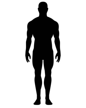 Bir insan silueti, kas gruplarını veya diğer anatomileri gösteren bir erkek figürü - logo, piktogram ya da şablon için vektör silueti resmi. Anatomi eğitimi için insan vücudu, erkek. Erkek anatomisi