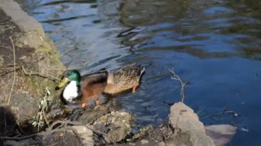 Göletteki vahşi ördekler