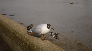 Karabaş martı ve iki turnstone