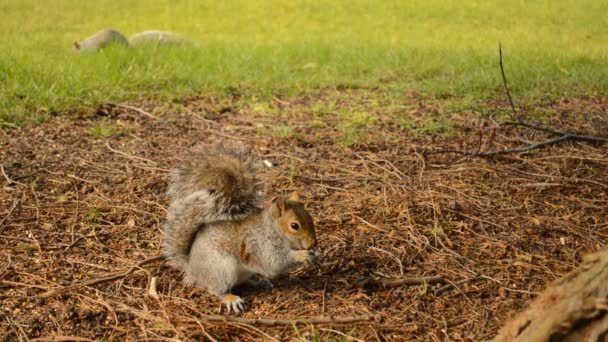 Two grey squirrels — Stock Video