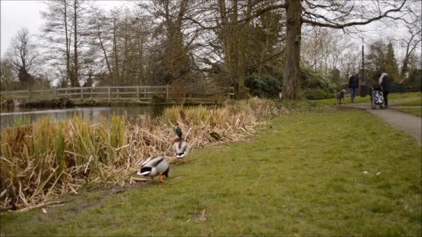 Chien chasse les colverts dans le parc — Video