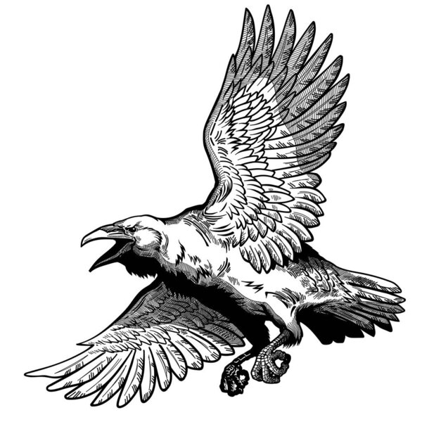 A raven in flight. Flying large bird. Hand drawn crow. Graphic style vector illustration