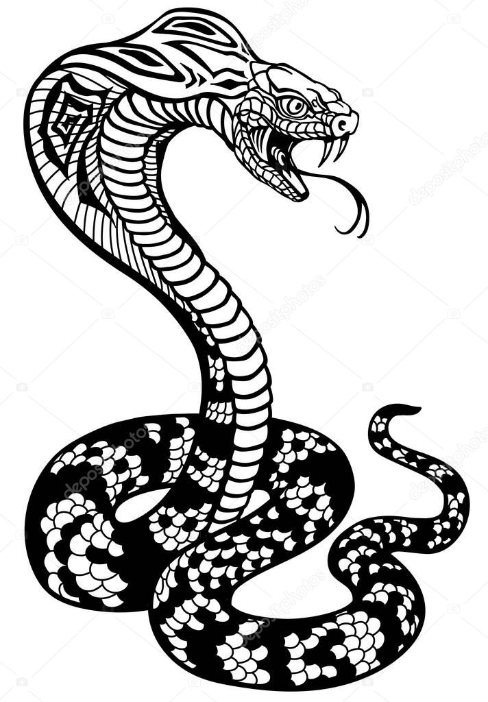 cobra poisonous snake in a defensive position. Attacking posture. Black and white tattoo style vector illustration