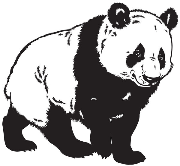Panda black and white