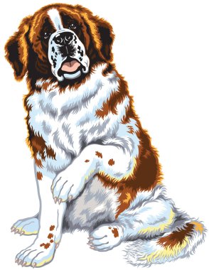 Saint bernard köpeği