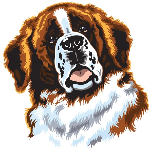 Бернардская собака — стоковый вектор