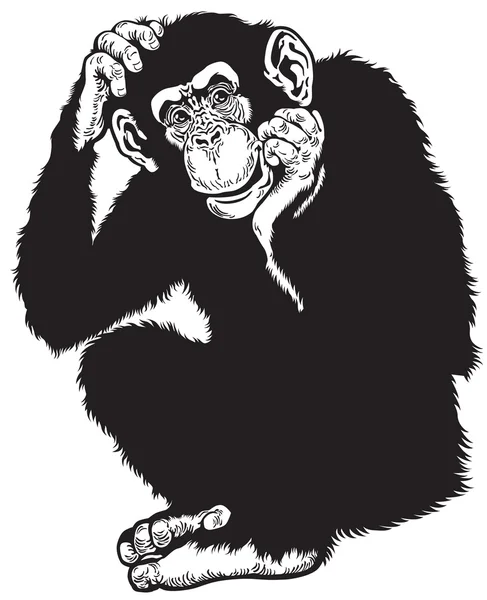 Chimpanzé noir blanc — Image vectorielle