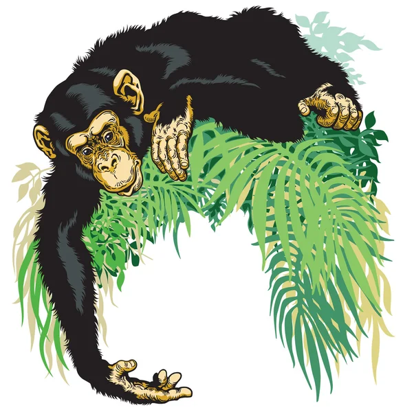 Chimpanzé — Image vectorielle