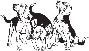 Üç beagle köpekler siyah beyaz