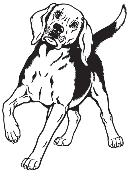 Beagle hound perro negro blanco — Vector de stock