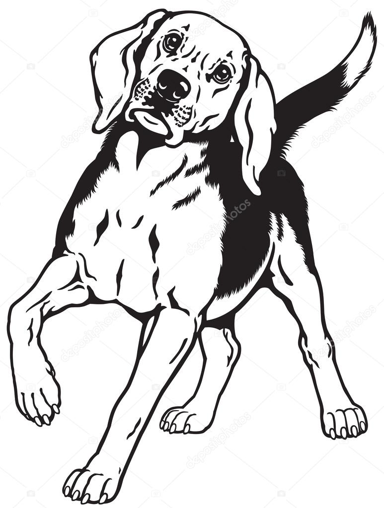 beagle hound dog black white